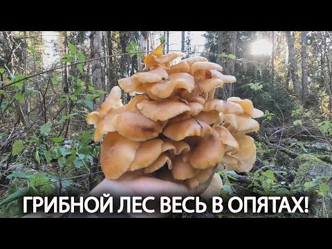 Видео: ❗ ГРИБНОЙ ЛЕС ВЕСЬ В ОПЯТАХ!👉НАКОСИЛ ПОЛНУЮ КОРЗИНУ ГРИБОВ 21 ОКТЯБРЯ 2024