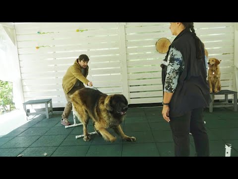 Видео: Догтренинг 653. Работают гиганты : леонбергер, берн, ховаварт. Атака Шафрана