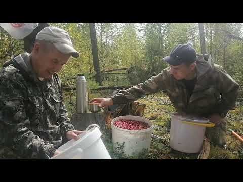 Видео: сбор брусники на вырубках#лёгкий способ сбора брусники