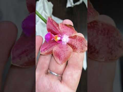 Видео: Новинки орхидей в коллекции!