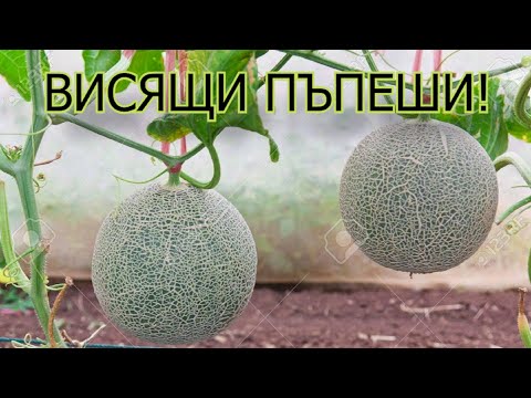 Видео: ИМАМЕ НИЩОЖНО ПРОИЗВОДСТВО НА ПЪПЕШИ!