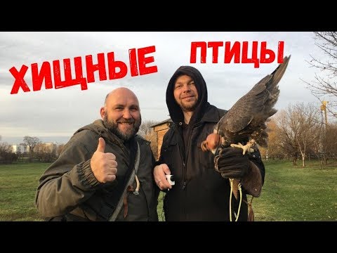 Видео: Хищные птицы Москвы. 0015