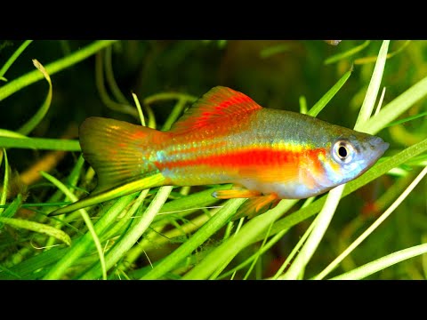 Видео: Лучшие соседи по аквариуму для меченосцев
