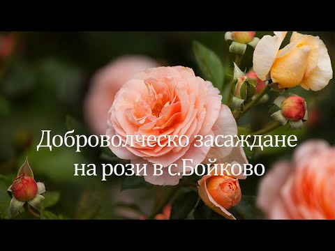 Видео: Рози в с Бойково
