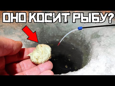 Видео: НАРВАЛСЯ в ФЕВРАЛЕ! Закормил КОНЬЯКОМ и КЛЮЁТ! Рыбалка 2024