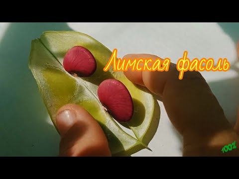 Видео: Лимская фасоль -сбор урожая. lima beans - harvest. 7.08.2023