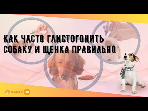 Видео: Как часто глистогонить собаку и щенка правильно