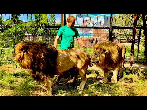 Видео: Самый старый лев живет ЛЬВИНОЙ ЖИЗНЬЮ среди львов, но хейтеры и его все время ХОРОНЯТ!
