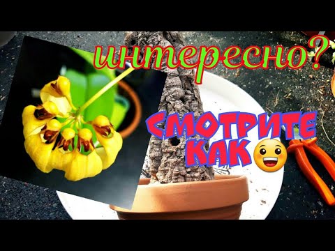 Видео: БУЛЬБОФИЛЛУМ  из Японии посажен😀