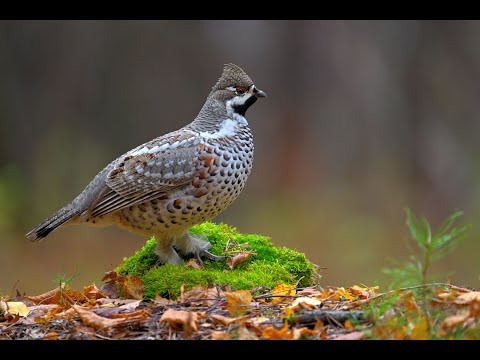 Видео: Рябчик2023 24, hazel grouse, tetrastes bonasia, 4k, 60p