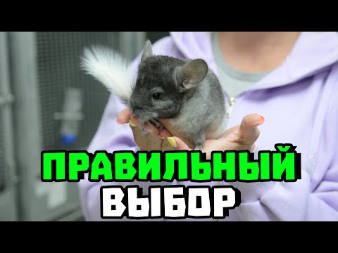 Видео: Как правильно выбрать шиншиллу? | Как купить не дикую шиншиллу?