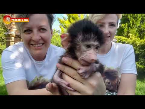 Видео: Подружка Люсьена- будем знакомы! Тайган