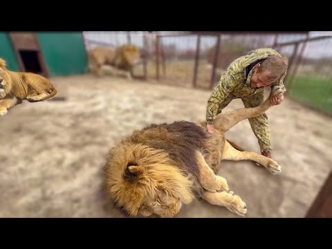 Видео: Мы снова СРЕДИ ЛЬВОВ! Львы из дальнего прайда за зиму стали ПРОСТО ОГРОМНЫМИ!