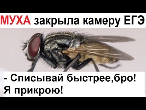 Видео: Лютые приколы. Муха закрыла камеру ЕГЭ. - Списывай быстрее, бро! Я прикрою! Бзз-з-з-з