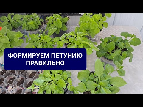 Видео: ФОРМИРУЕМ ПЕТУНИЮ ПРАВИЛЬНО. СТРИЖКА ТОЛЬКО НАЧАЛАСЬ...