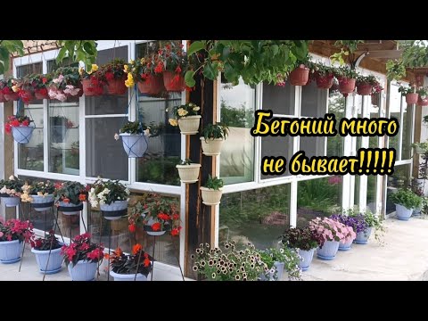 Видео: Бегония-изюминка моего участка!!!Начало цветения,пусть даже запоздалое!!!