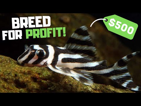 Видео: Разводите эту рыбу и зарабатывайте деньги! 7 лучших рыб для разведения ради прибыли!