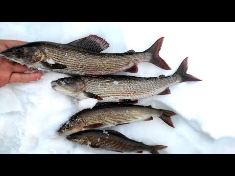 Видео: Зимняя рыбалка на Топозере.