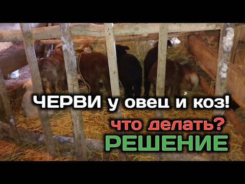 Видео: Черви у овец и коз! Что делать? Решение есть!