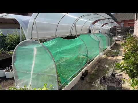 Видео: Моя работа. Обзор площадки с саженцами в ЗКС. Плодовые, декоративные и гортензии.