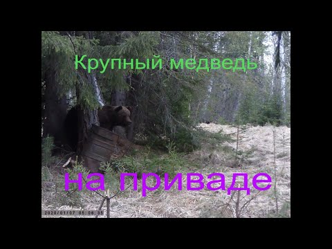 Видео: МЕДВЕДЬ НА ПРИВАДЕ -КРУПНЫЙ МЕДВЕДЬ РВЁТ ТРОС БЕЗ УСИЛИЯ