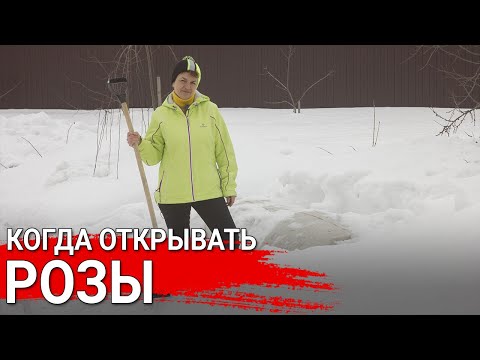 Видео: Когда открывать розы