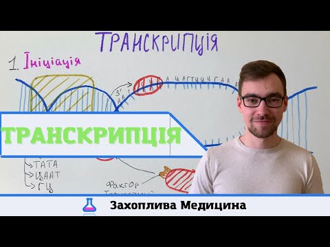 Видео: Транскрипція ДНК