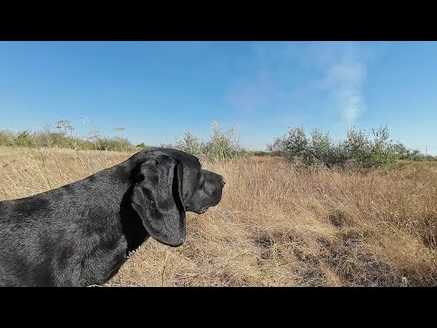 Видео: Курцхаар Бинго. Работа по фазану.