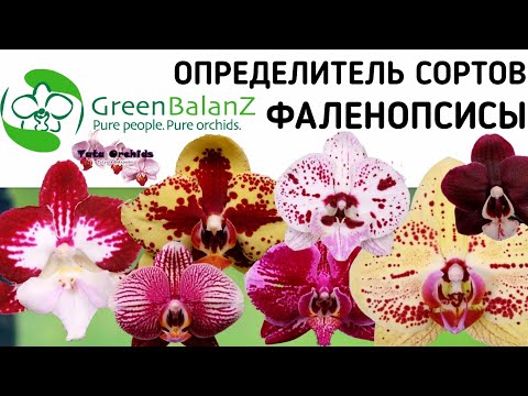 Видео: Орхидея ФАЛЕНОПСИС | ОПРЕДЕЛИТЕЛЬ СОРТА | Orchid Phalaenopsis. Qualifier of a grade. орхидеи orchids