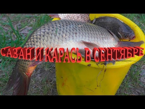 Видео: ОГРОМНЫЕ КАРАСИ И САЗАН