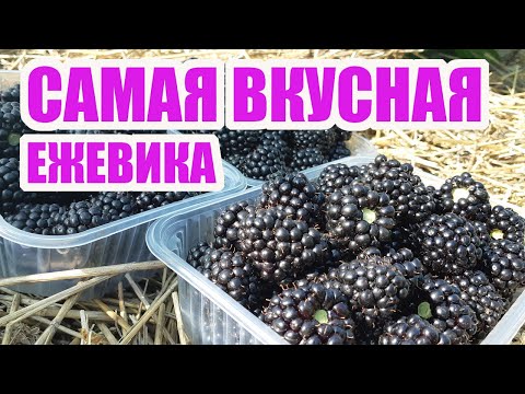 Видео: Ежевика Блэк Мэджик - ранний рем с самой вкусной ягодой!