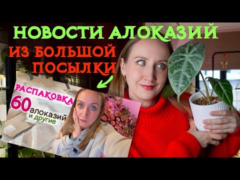 Видео: Новости АЛОКАЗИЙ: спустя 3 месяца