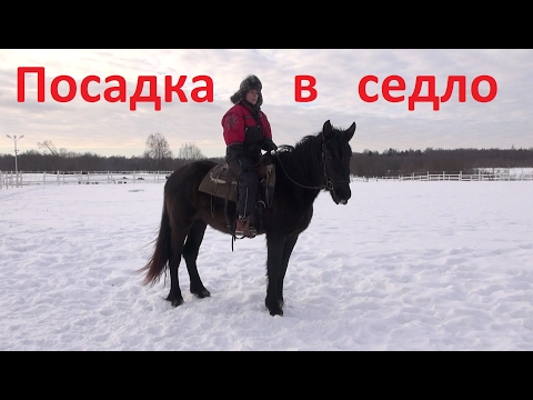 Видео: Учим лошадь стоять при посадке и спешивании