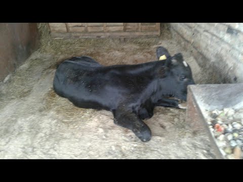 Видео: СПАСАЛИ БЫКА. ОБЕЗНОЖИЛ БОЛЬШОЙ БЫЧЕК