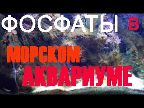 Видео: фосфаты в морском аквариуме | как снизить фосфаты в аквариуме | фосфаты в аквариуме