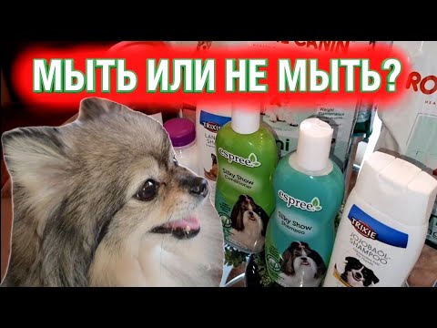 Видео: Шампунь для Шпица. Рекомендации по уходу.