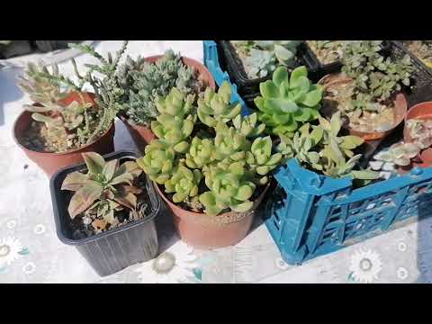 Видео: Суккуленты и кактусы в жару 35 плюс. Август 2023.