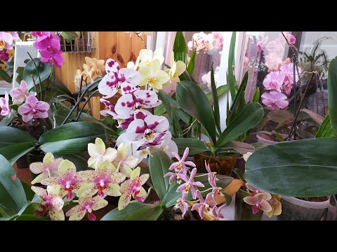 Видео: Обзор домашнего цветения моих орхидей конец мая 2022 (часть 4)