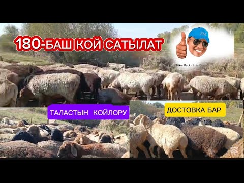 Видео: 180-БАШ КОЙ БИР КОРОО ТАЛАСТАН САТЫЛАТ ДОСТАВКА БАР ЧАЛЫҢЫЗДАР ✅ ☎️ ЭСИНЕ 