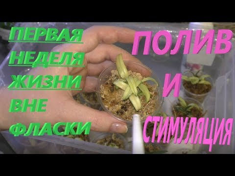 Видео: Орхидеи.  Сеянцы дендробиума из фласки.  Первая неделя.  Уход и выращивание.