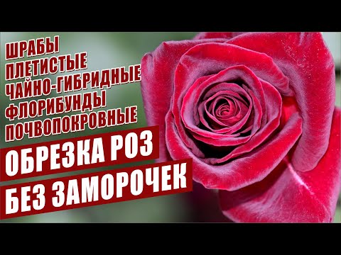 Видео: ВАЖНЫЕ ОСОБЕННОСТИ И ПРАВИЛА ОБРЕЗКИ РОЗ. ОСЕННЯЯ ОБРЕЗКА РОЗ.