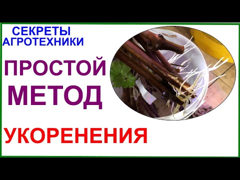 Видео: Укоренение черенков винограда на воде. Эффективно и просто.