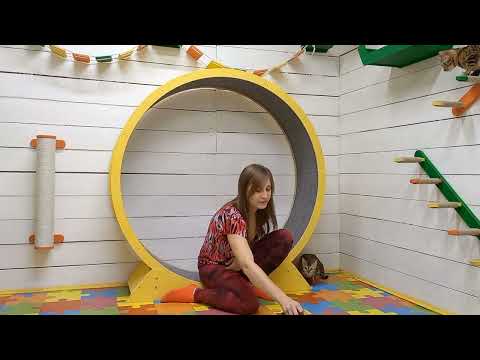 Видео: Может ли кошка заразить человека глистами? От куда у кошки лямблии?