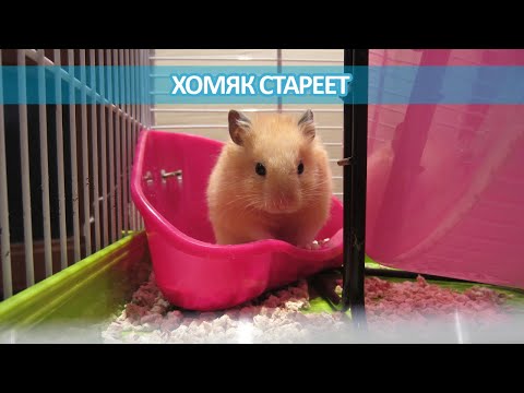 Видео: КАК СТАРЕЕТ ХОМЯК || Симптомы
