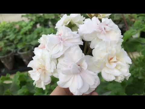 Видео: Сравнение сортов ТА Лимончелло и ИВ Жемчужина Шах Софи