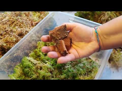 Видео: Отличный мох для орхидей. Где беру, какой, как храню, куда использую.