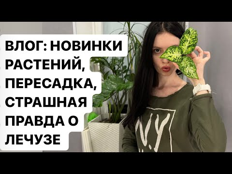 Видео: НОВЫЕ РАСТЕНИЯ, ЧТО НЕ ТАК С ЛЕЧУЗОЙ, ПЕРЕСАДКА КОМНАТНЫХ РАСТЕНИЙ