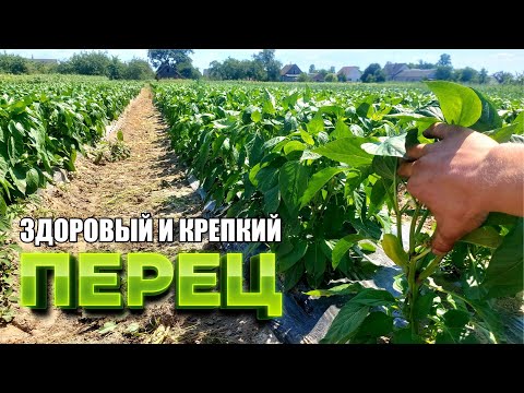 Видео: всё о ВЫРАЩИВАНИИ грунтового ПЕРЦА