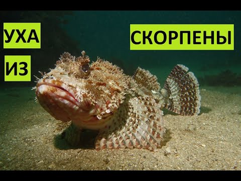 Видео: Уха из скорпены. Черноморский ёрш.