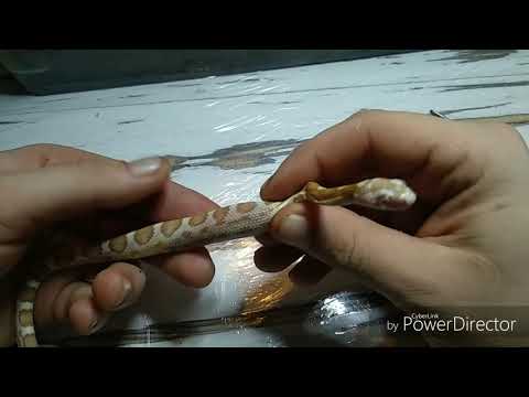 Видео: Принудительное кормление маисового полоза.